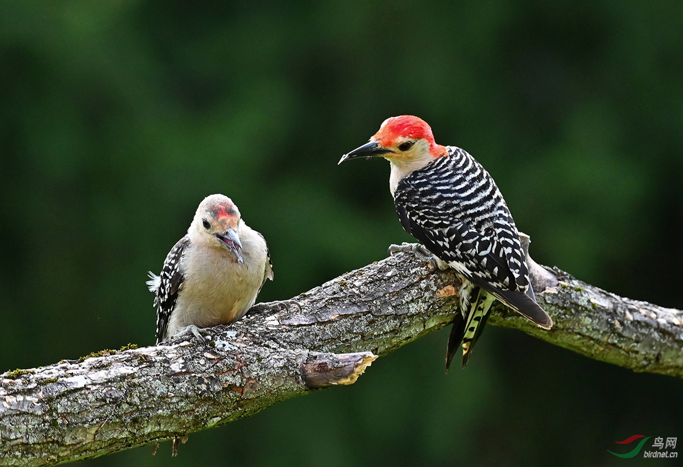 父子情深红腹啄木鸟