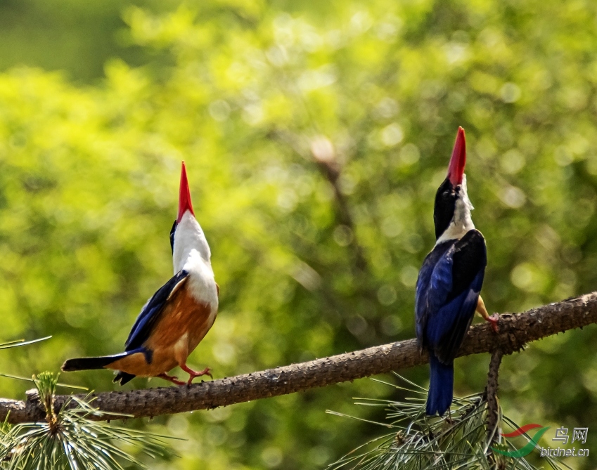 DSC_8250_conew1.jpg