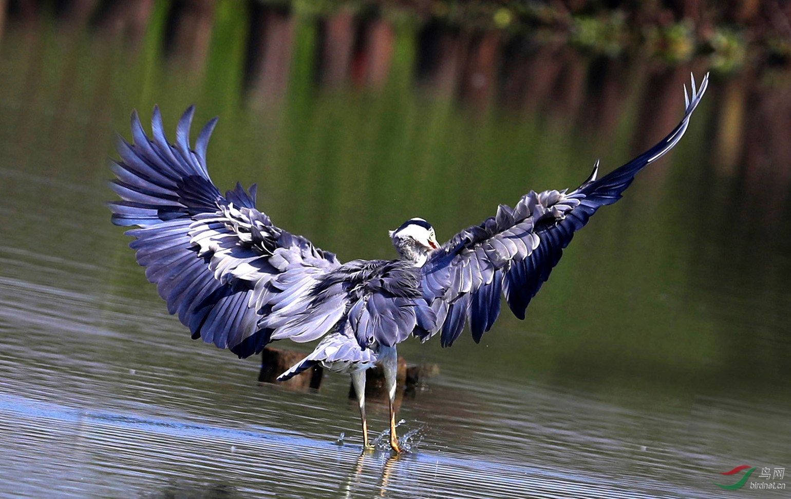 彰显强壮的羽翼