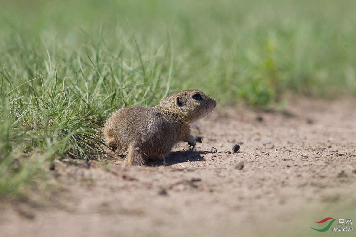 草原沙鼠