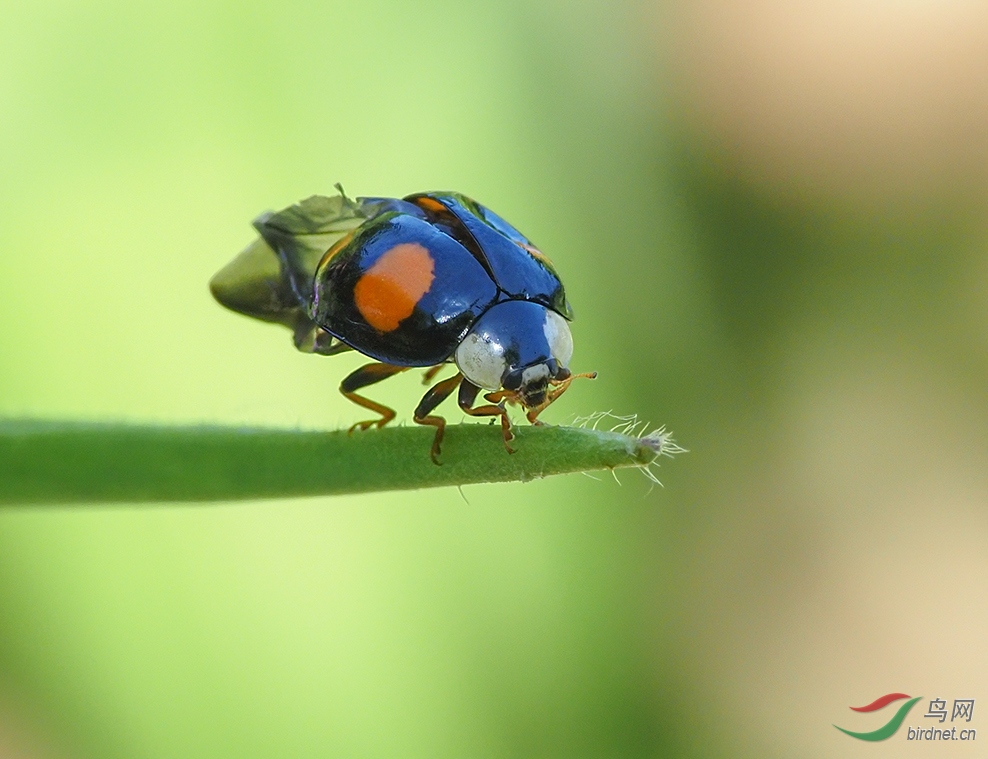 �������µ�ư��