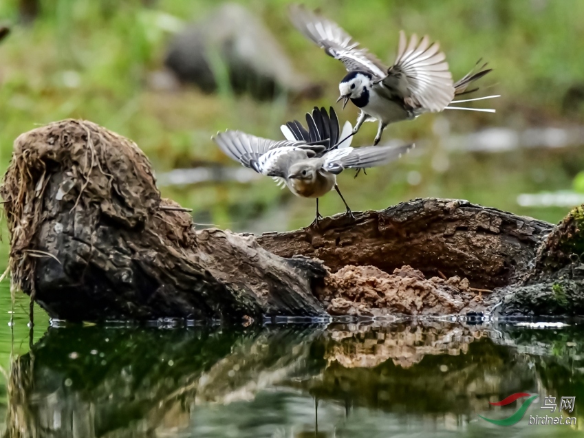 DSC_6269---_conew1.jpg