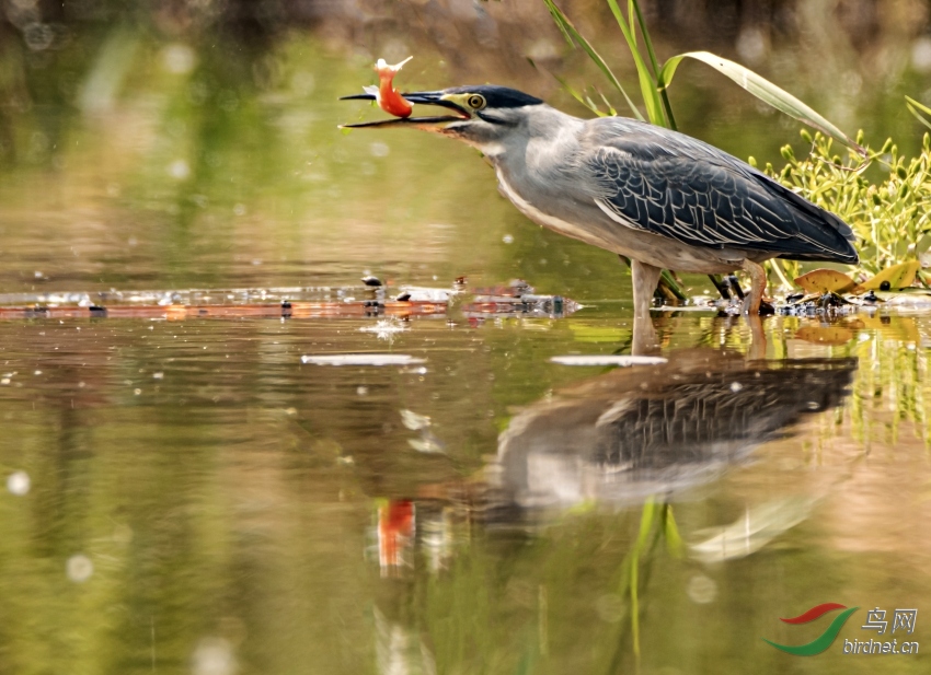 DSC_2441---_conew1.jpg