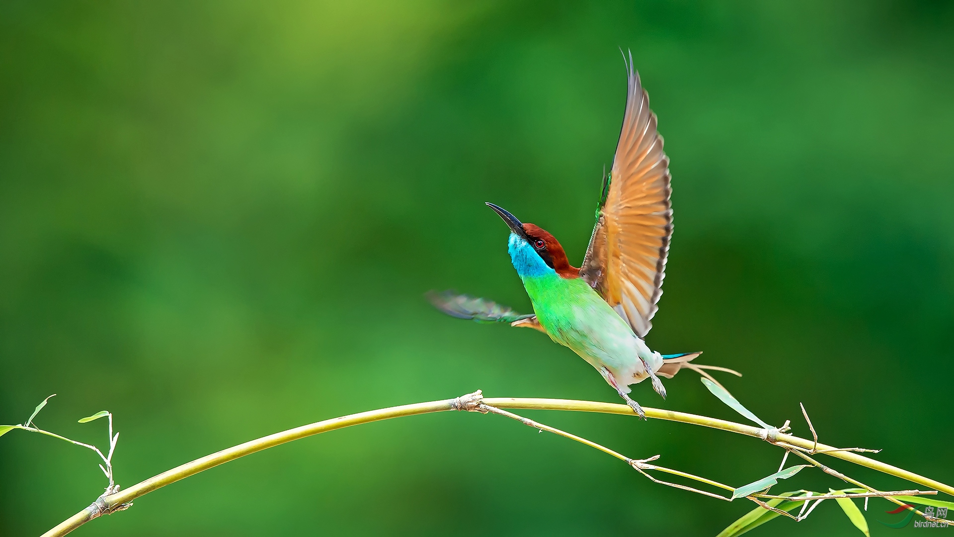 一飞冲天(蓝喉蜂虎)