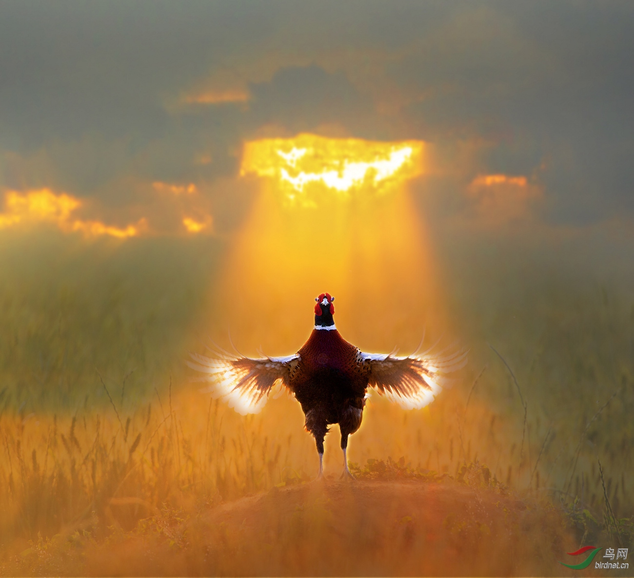 2020.5.24 (361)-0-0--.jpg