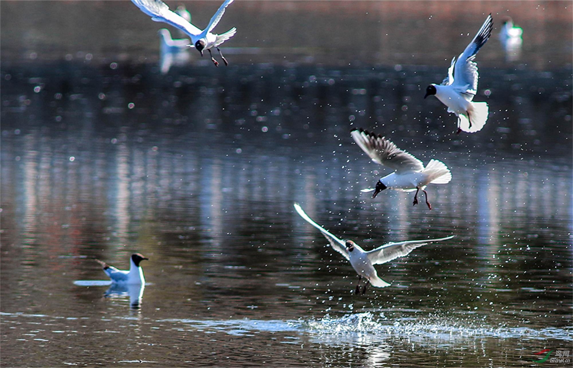 7U9A2887=10 - ����.jpg