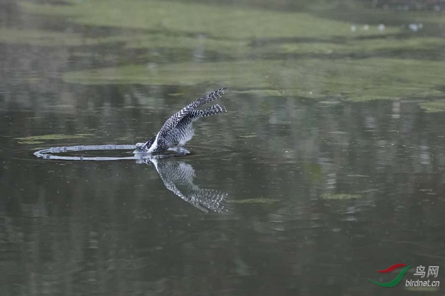 20180224-DSC00964-10 - ����.JPG