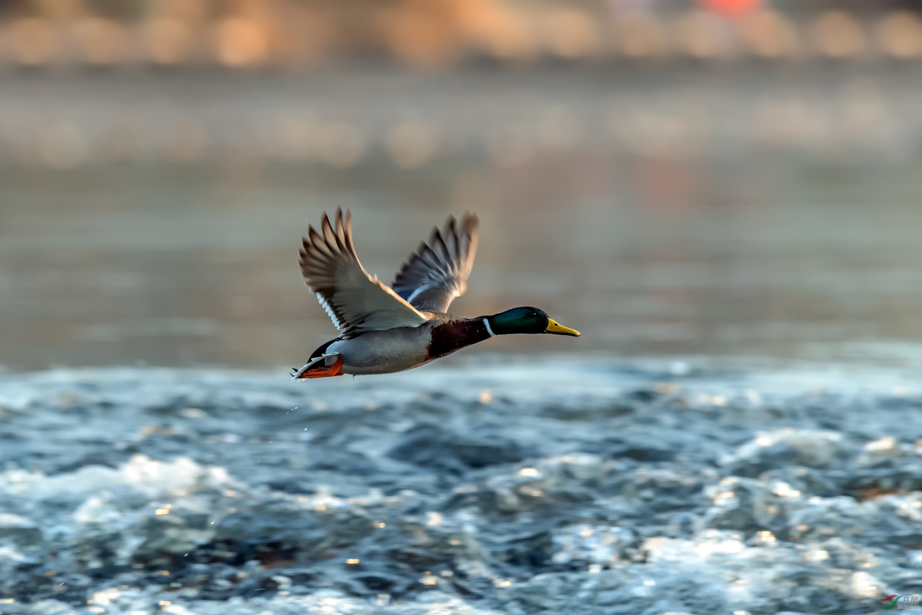 _DSC4717_��ͼ��.jpg--1.jpg