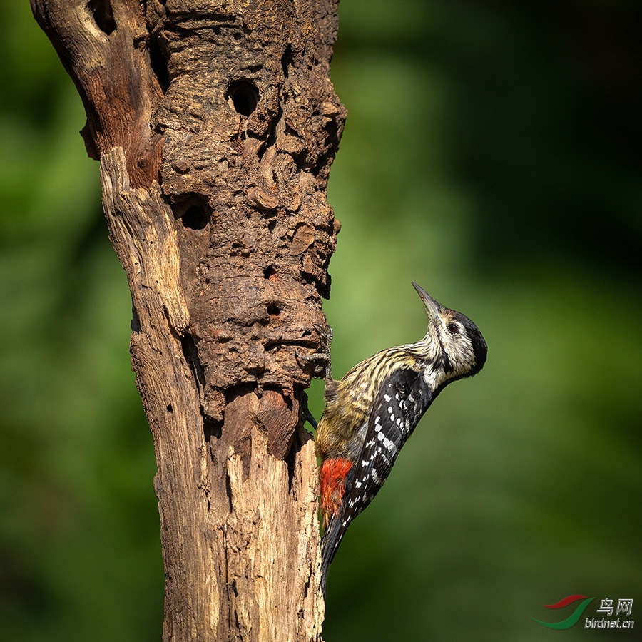 纹胸啄木鸟