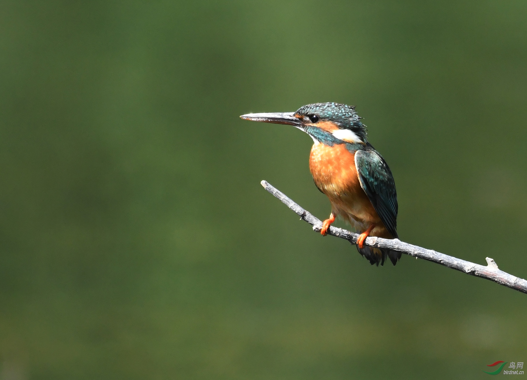 ������Ӱ 6864����.jpg