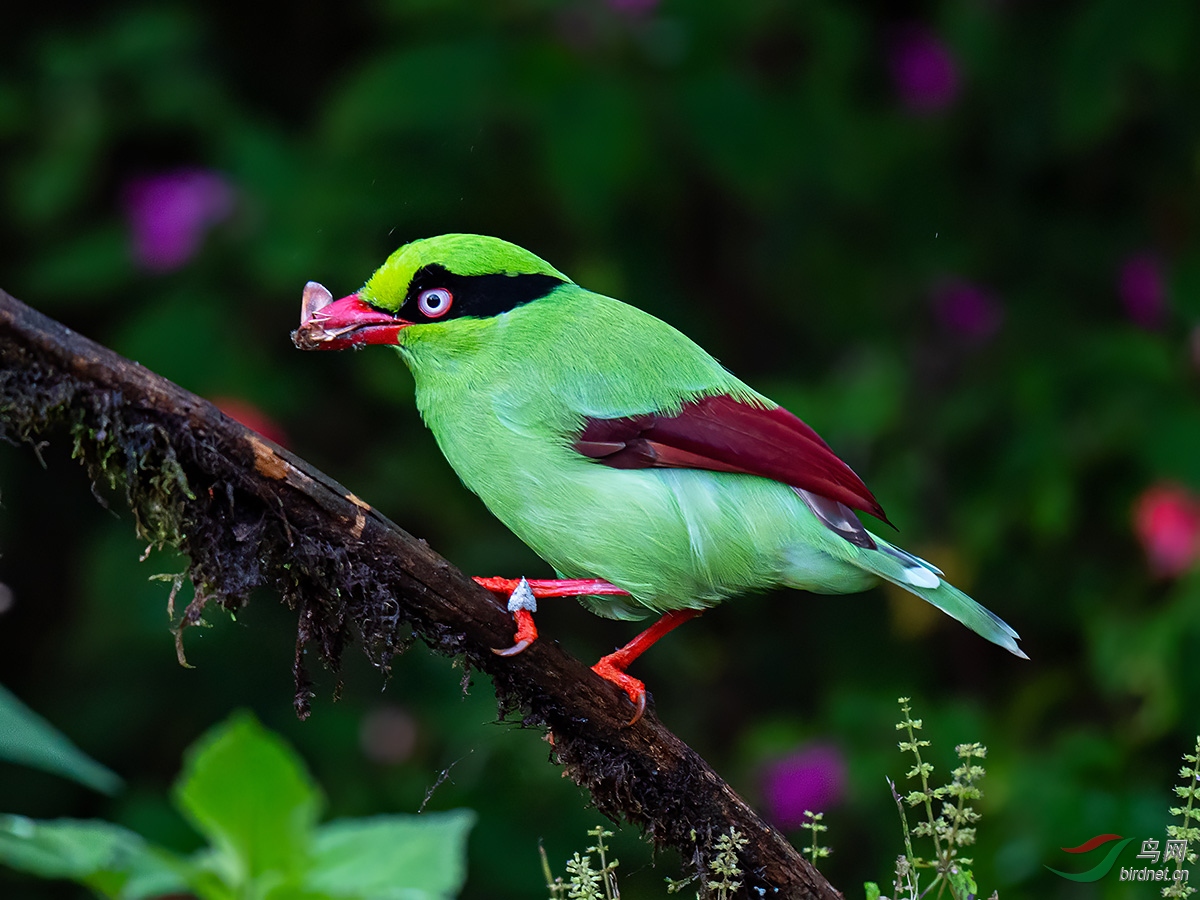 ��������ȵ