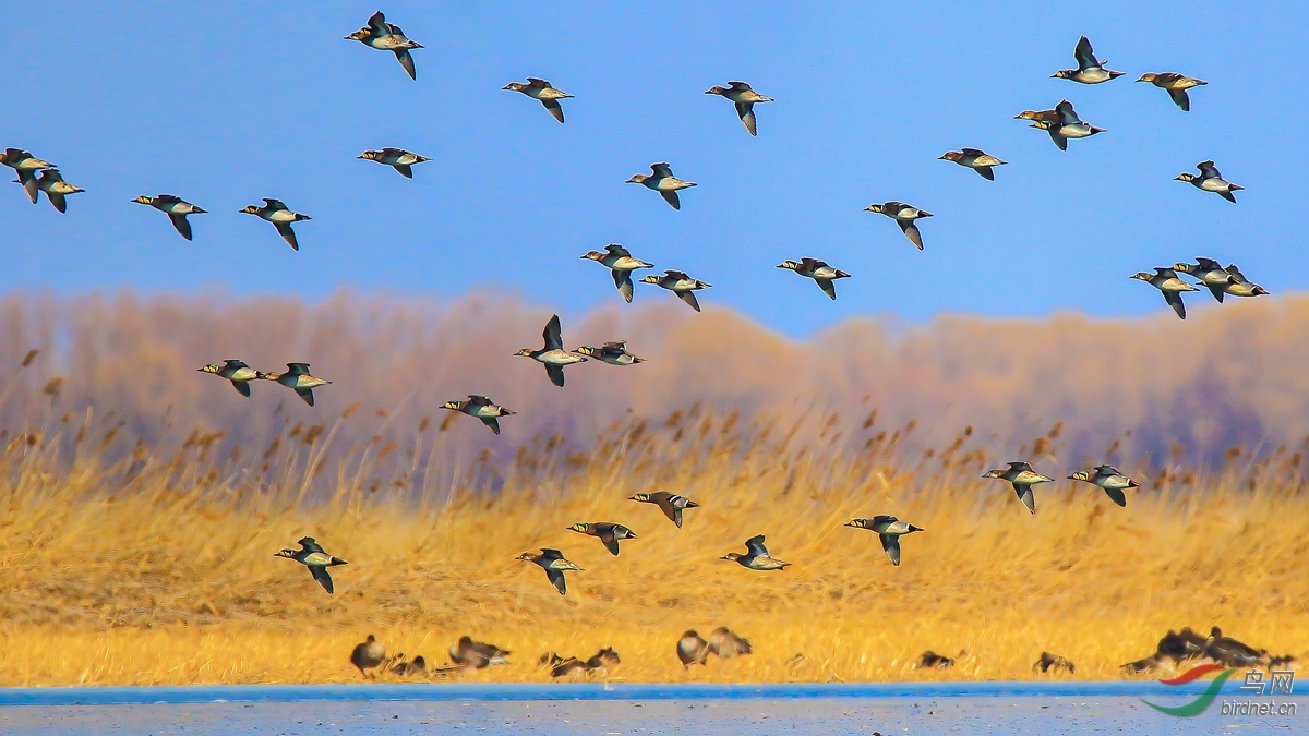 ����Ļ���Ѽ