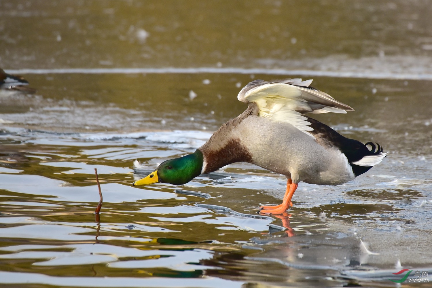 伸长脖子的绿头鸭