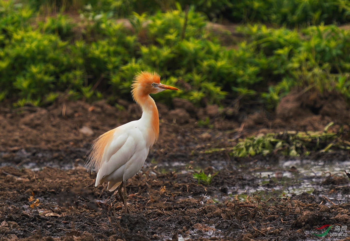稻田里的牛背鹭.