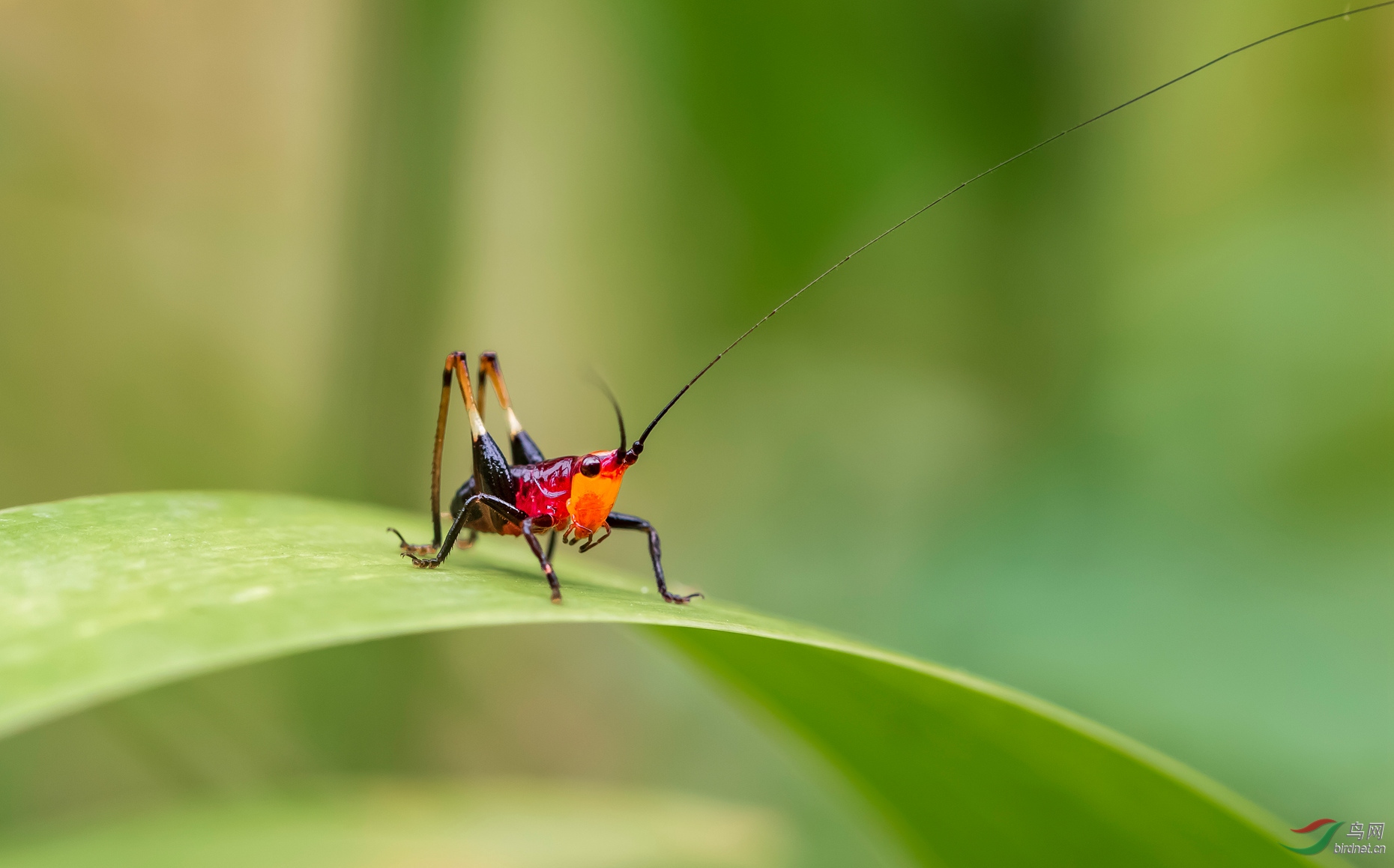 螽斯贺获首页精华
