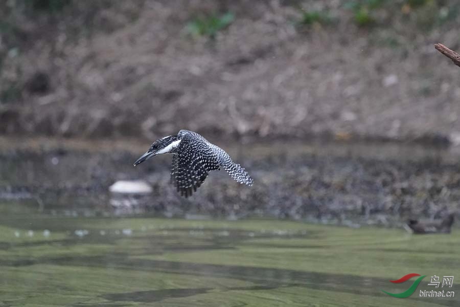 20180224-DSC00957-3 - ����.JPG