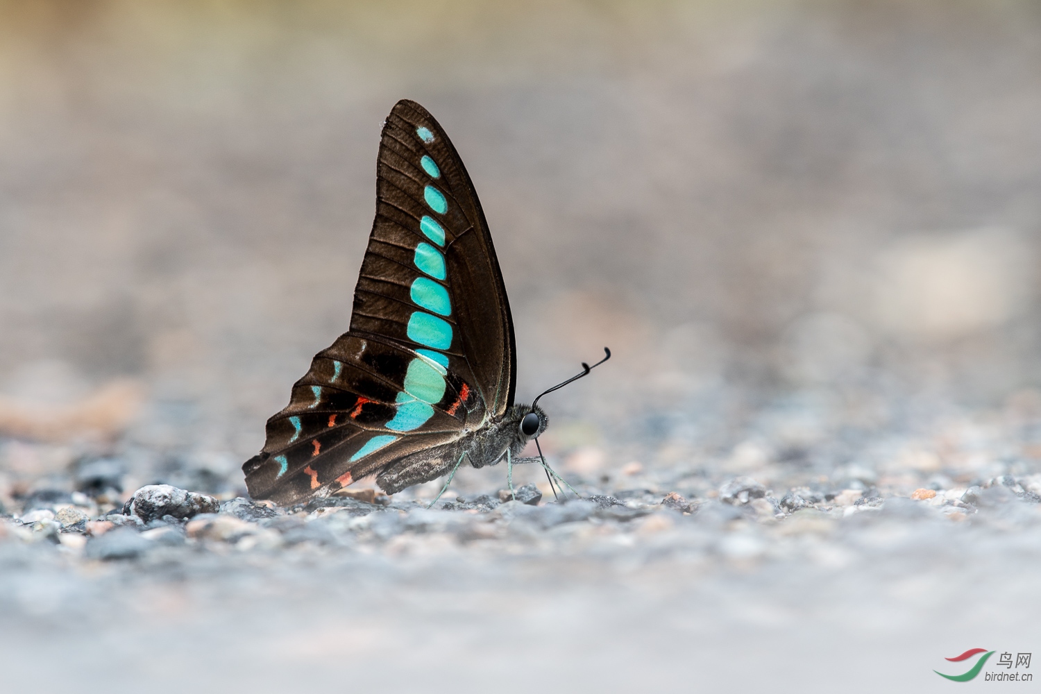 DSC_3752.jpg