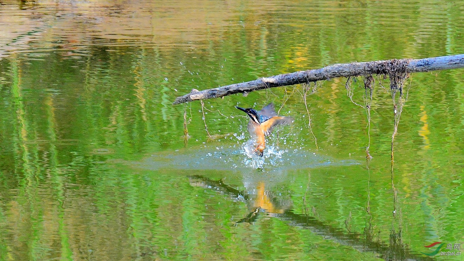 DSC_6064.JPG