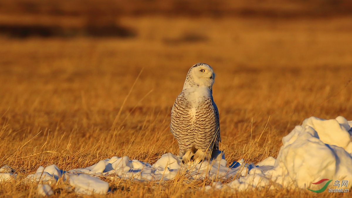 �����ѩ�^