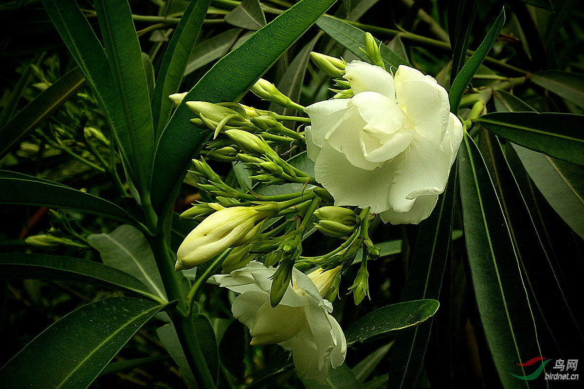 白花夹竹桃花语图片