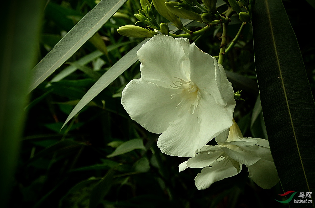 P5203415.jpg