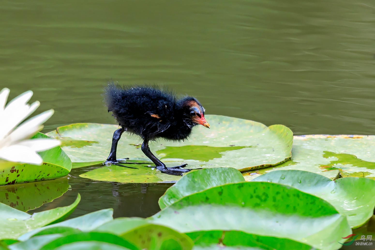 独闯(黑水鸡幼崽)
