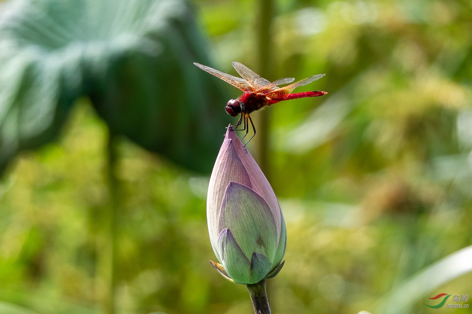 IMG_0246_DxO.jpg