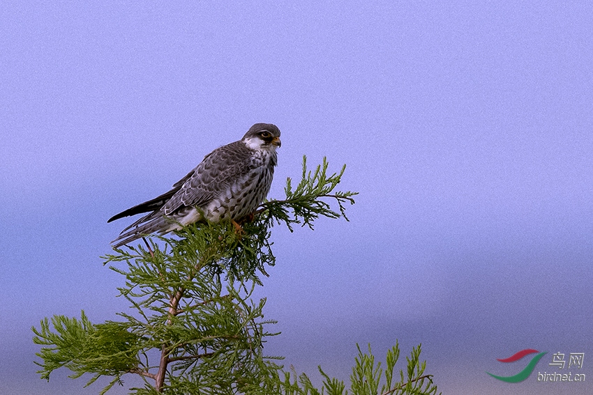B21I0126px.jpg