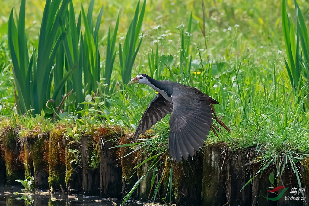 DSC_2397_DxOa.jpg