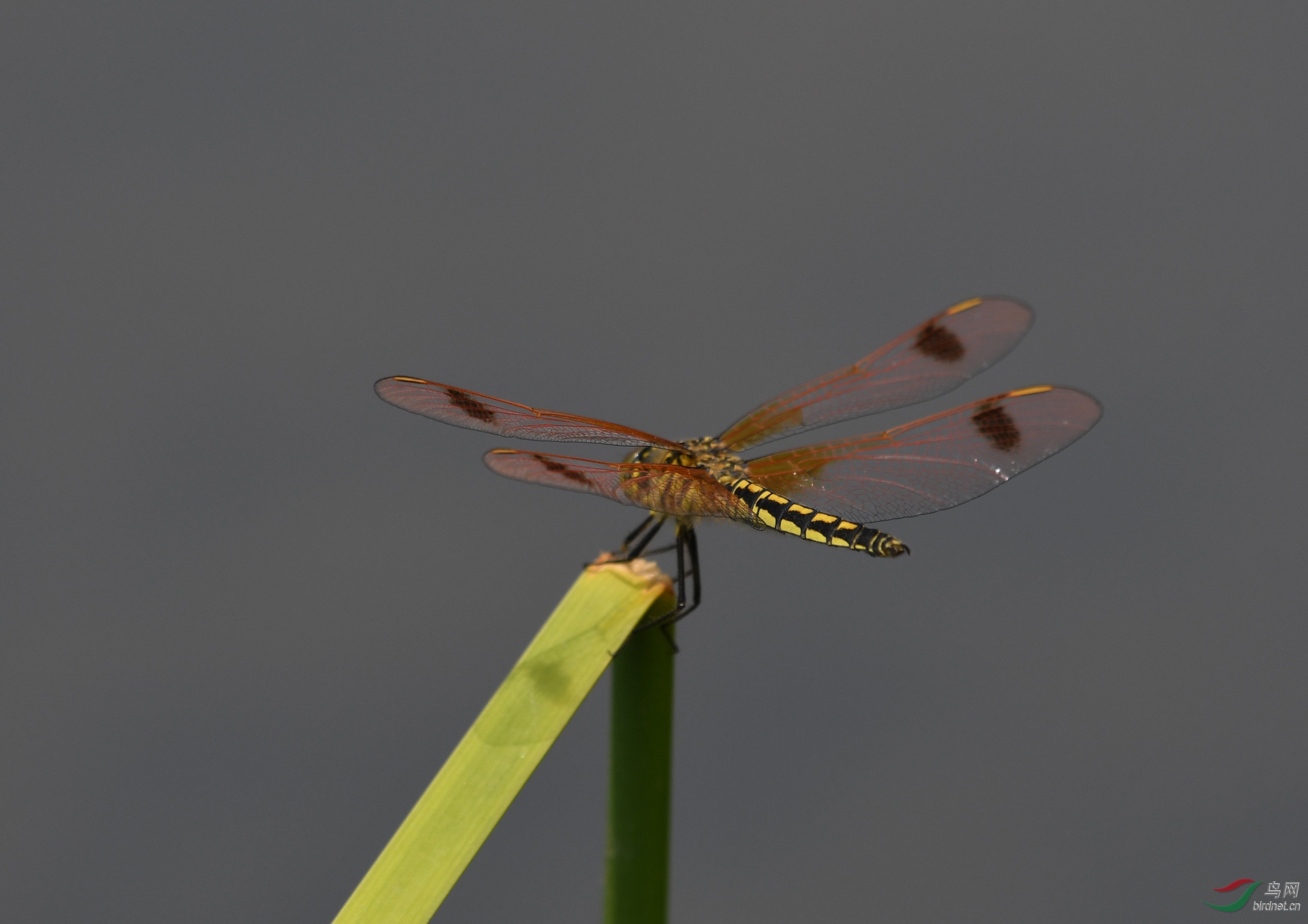 ������Ӱ 7783����.jpg