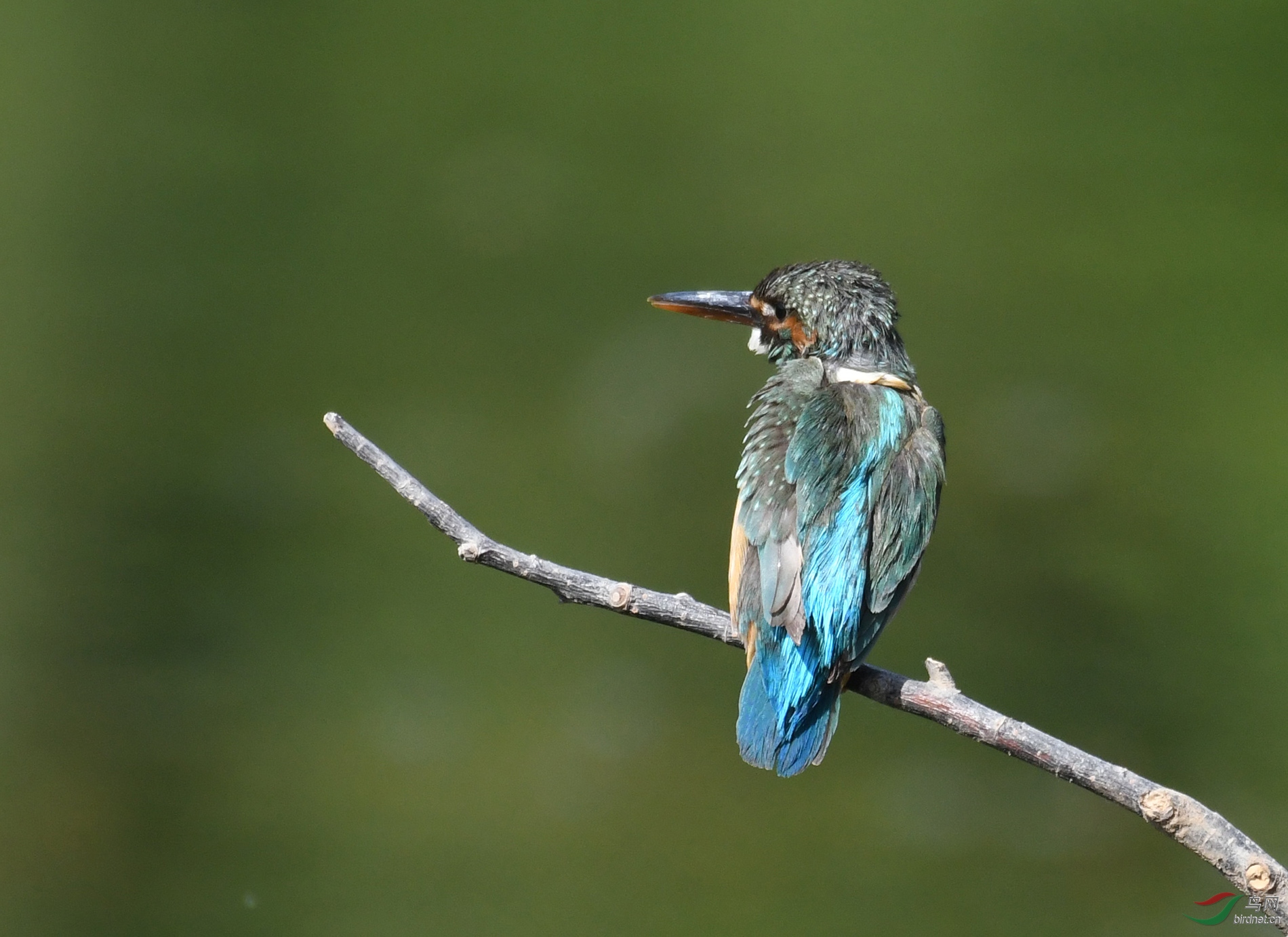 ������Ӱ 7737����.jpg