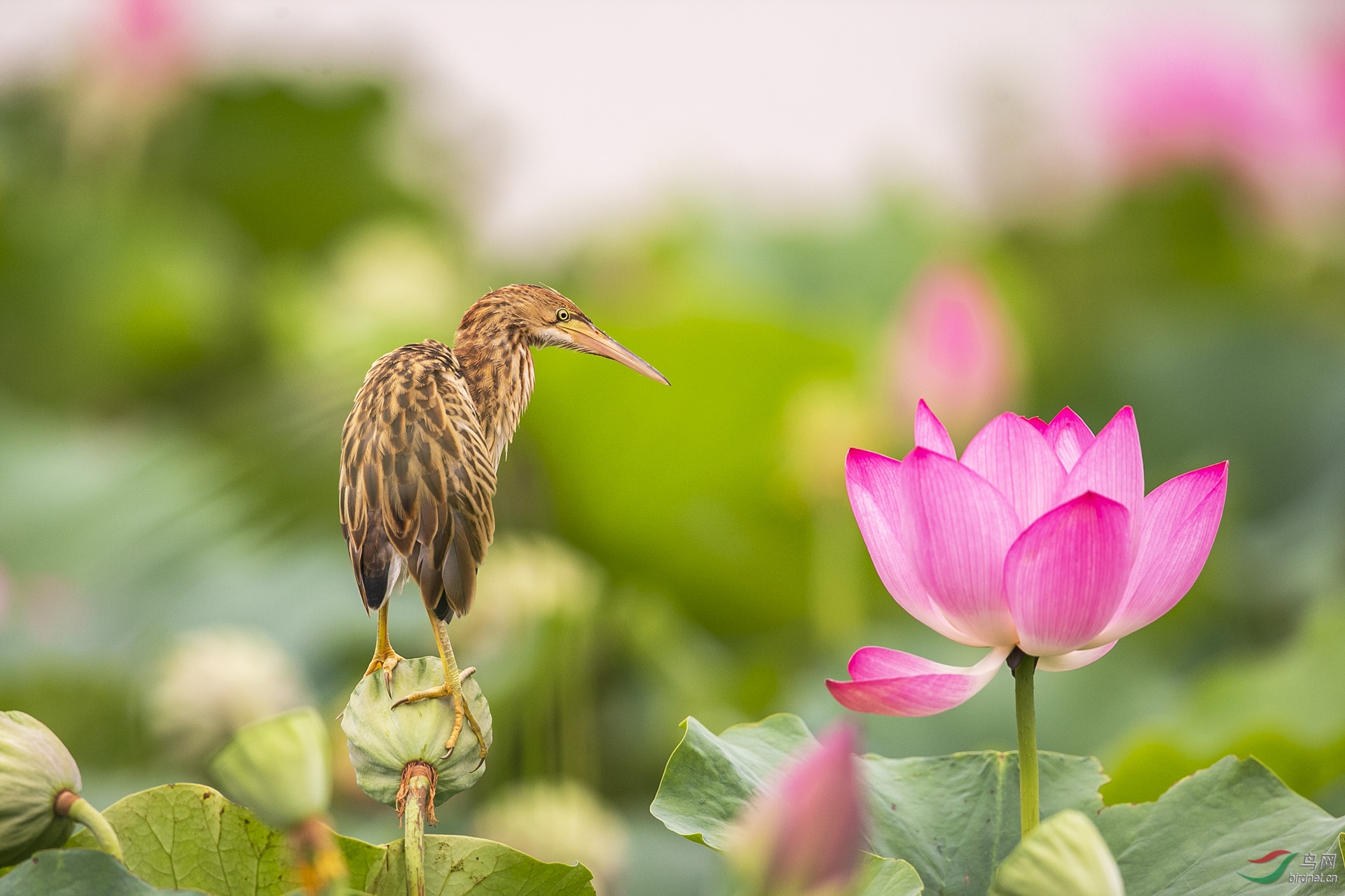 莲蓬赏花鸟