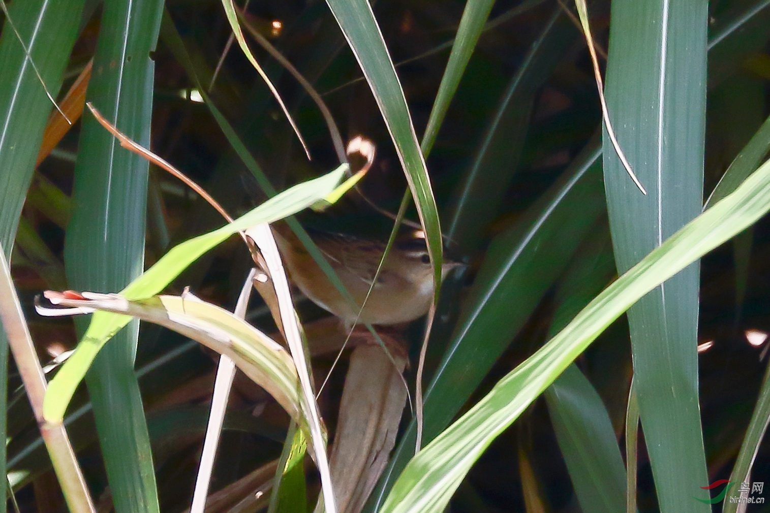 20200530EOS 7D Mark II2107-1_����.jpg