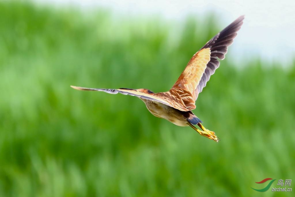 20200530EOS 7D Mark II2160-1_����.jpg