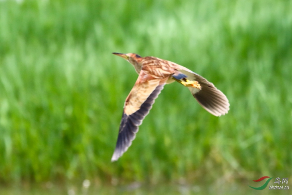 20200530EOS 7D Mark II2159-1_����.jpg