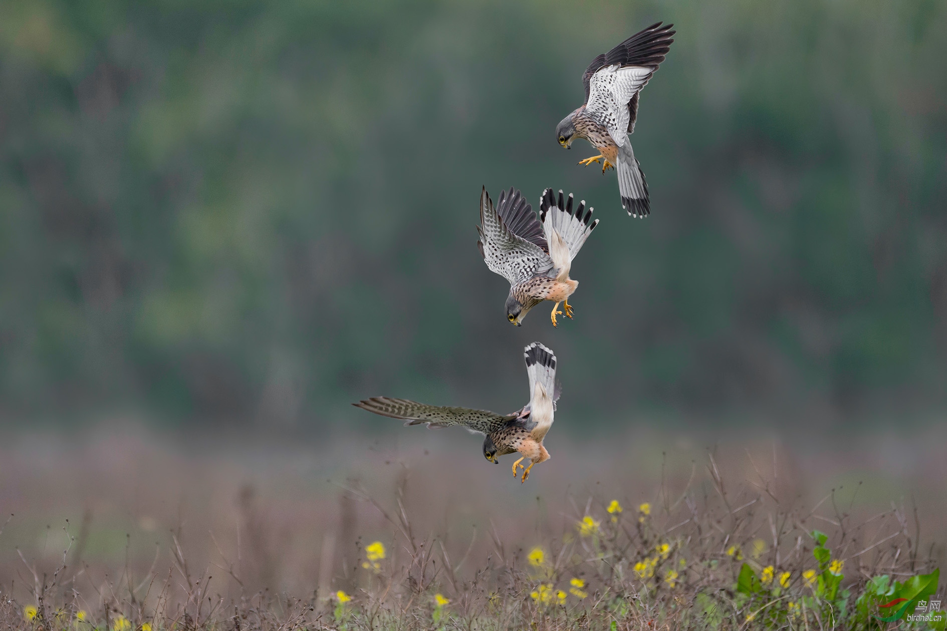 DSC_71481-3.jpg