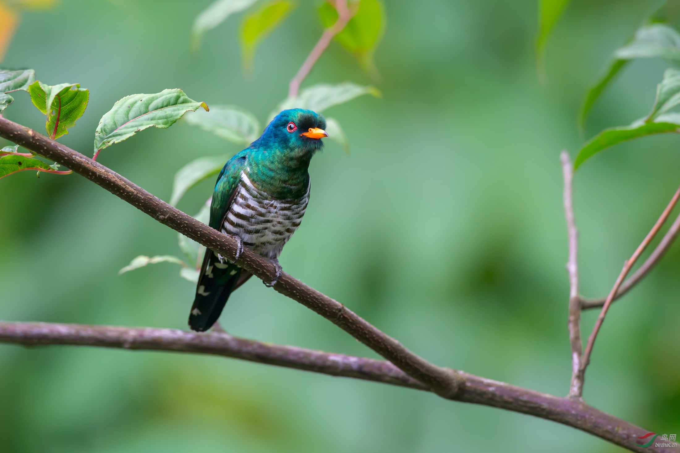 DSC_1274-1.jpg