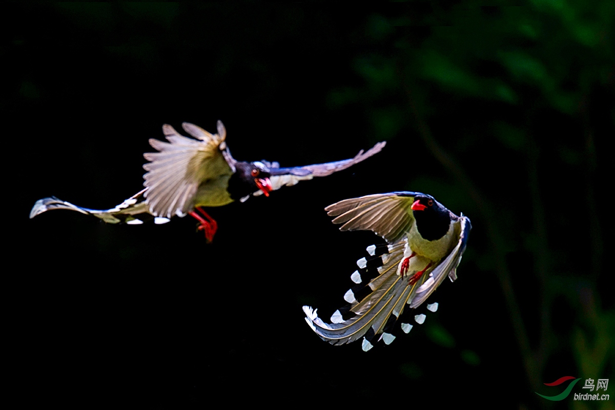 DSC_p8034.jpg