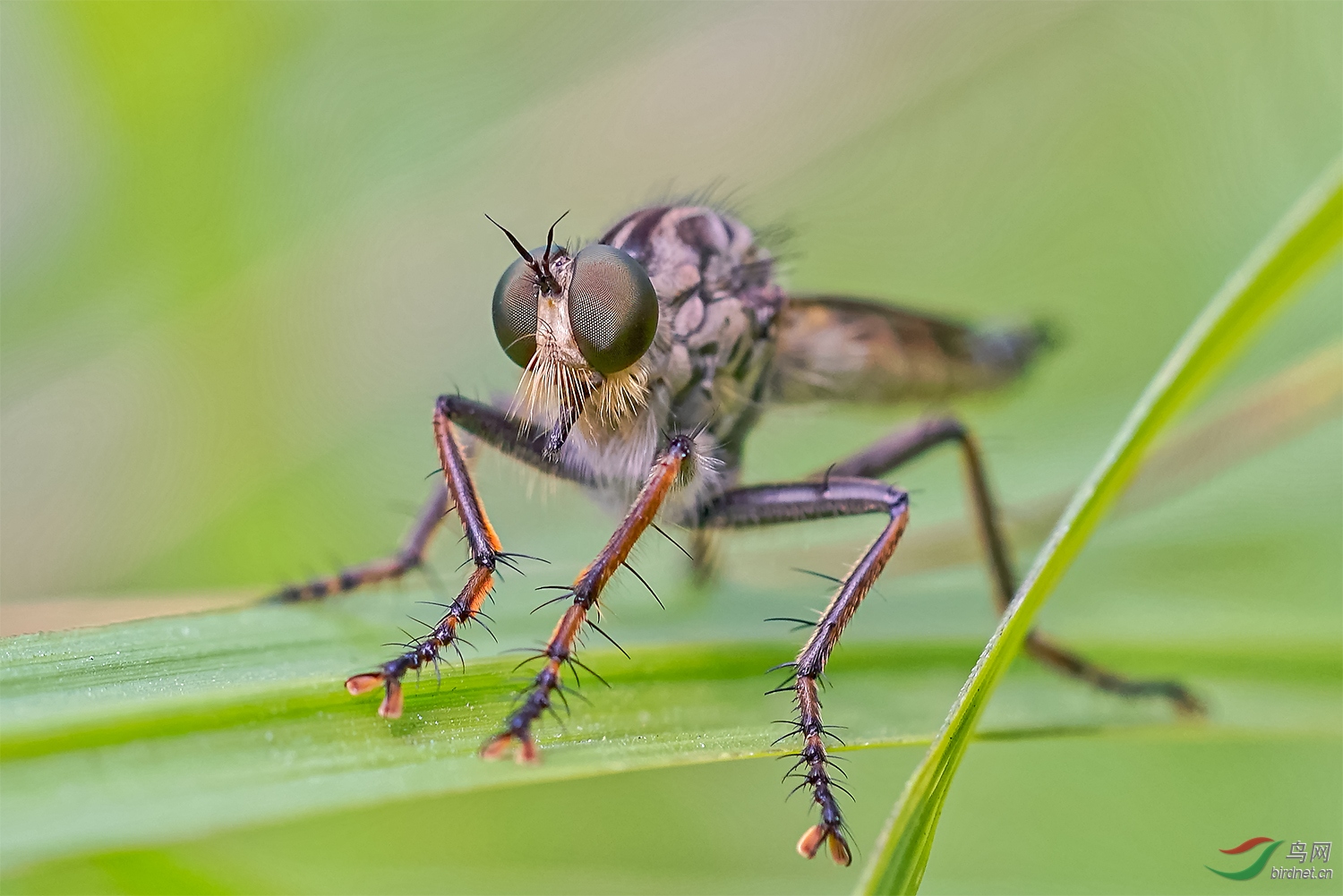 食蝇虻【贺获首页精华】