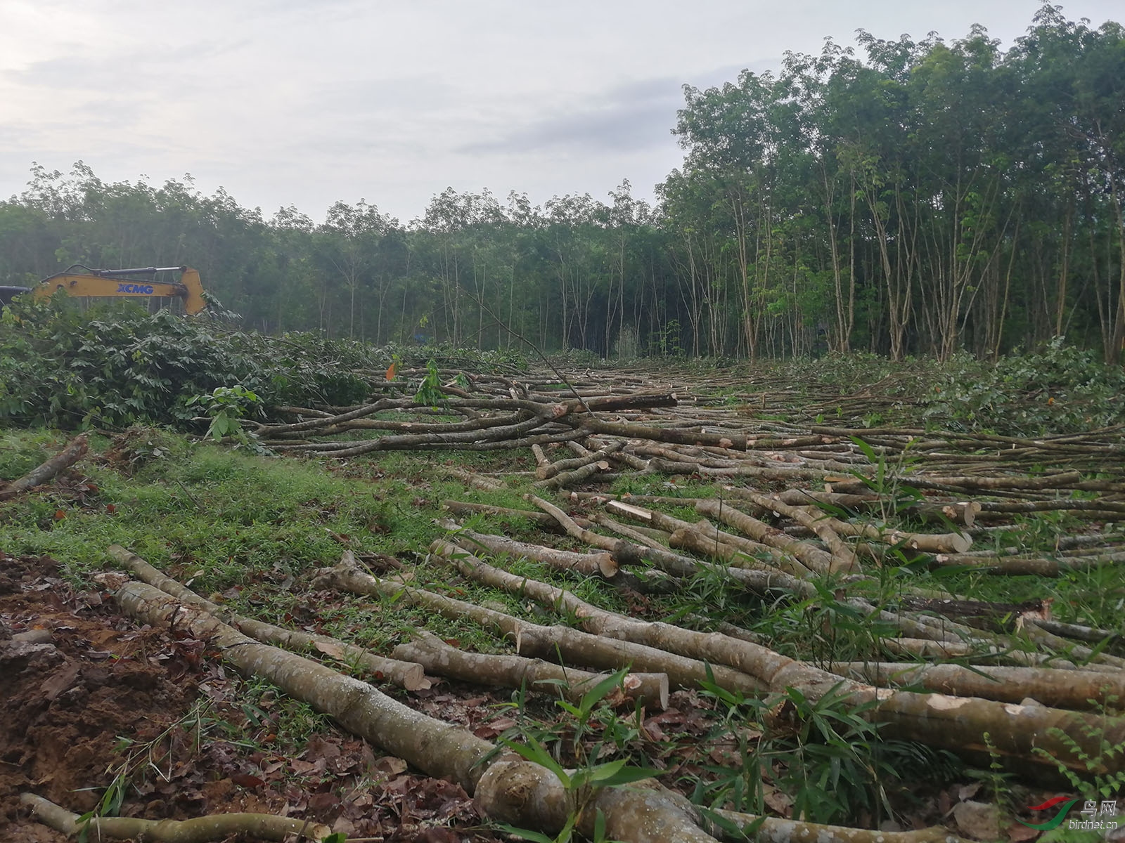 海南省琼中黎族苗族自治县大丰农场大面积橡胶林被毁