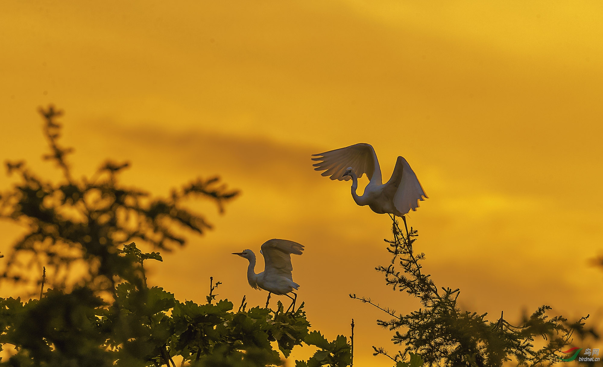白鹭晚飞图画面的特点图片