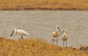 4 (241).JPG