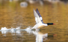 4 (106).JPG