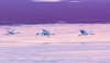 4 (342).JPG