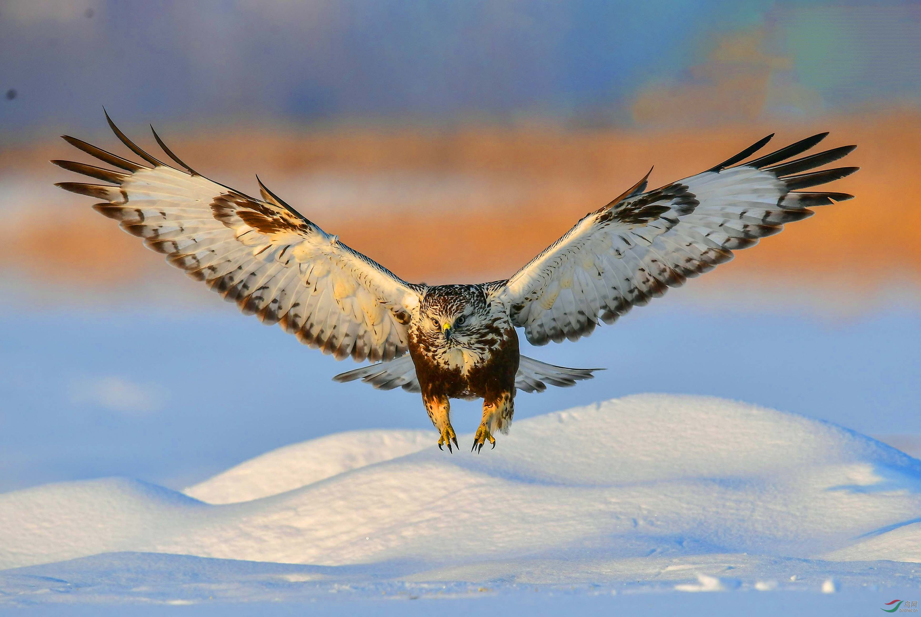 猛虎下山(恭贺荣获鸟类精华)