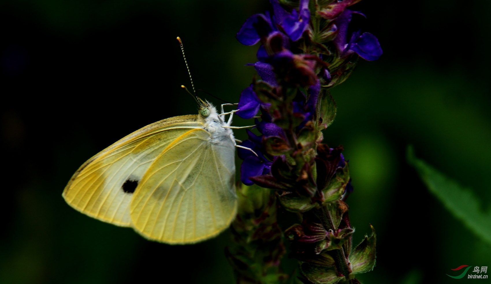 DSC08825.JPG