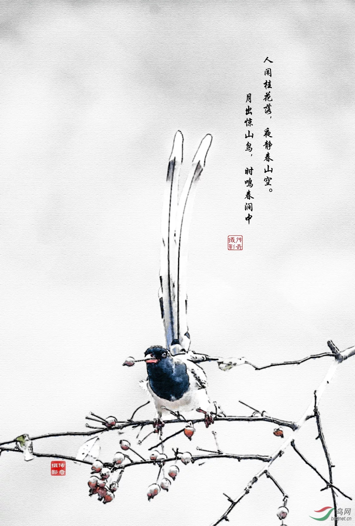 红嘴蓝鹊戏果图