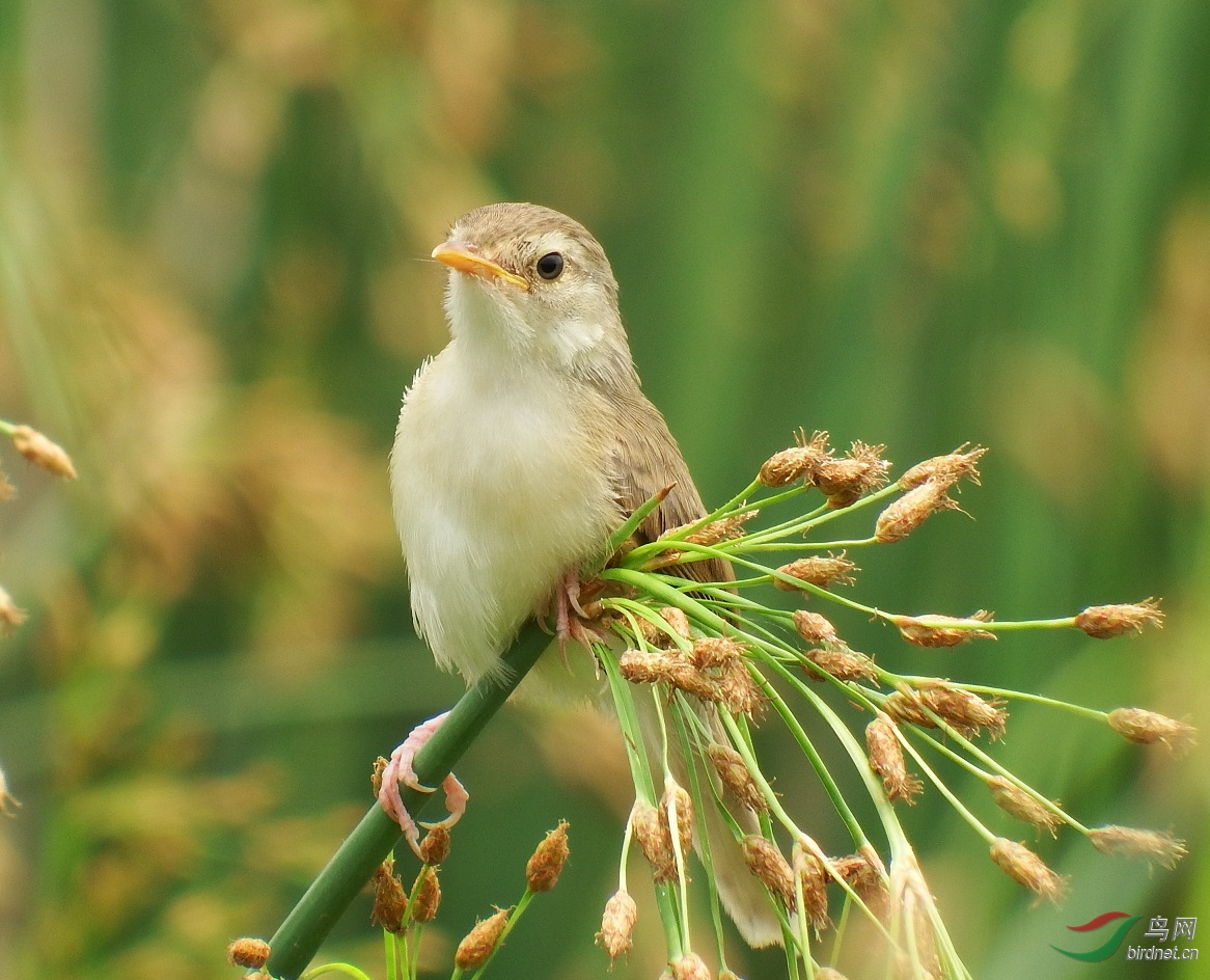 DSCF4608.jpg