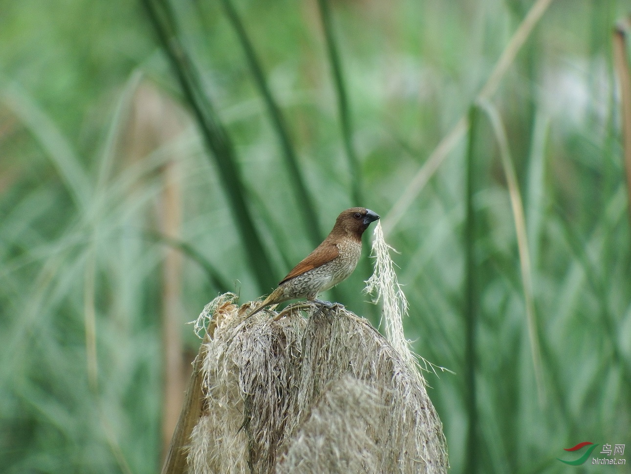 DSCF4639.jpg