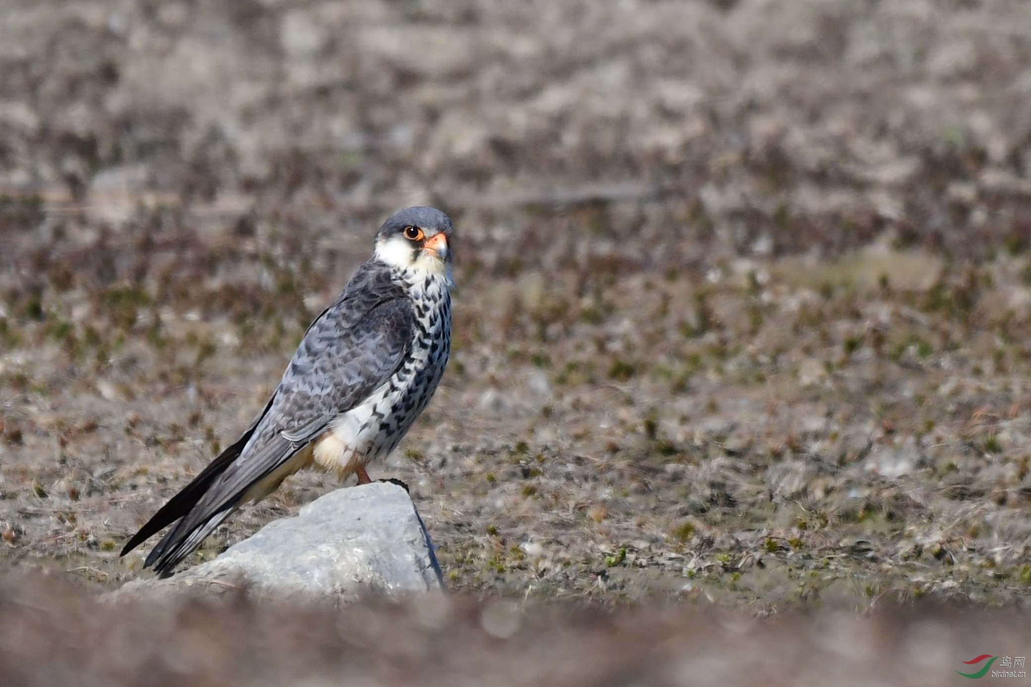 DSC_0958.JPG